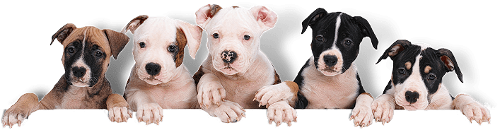 Cute puppies looking over edge